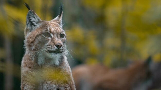 Eurasischer Luchs