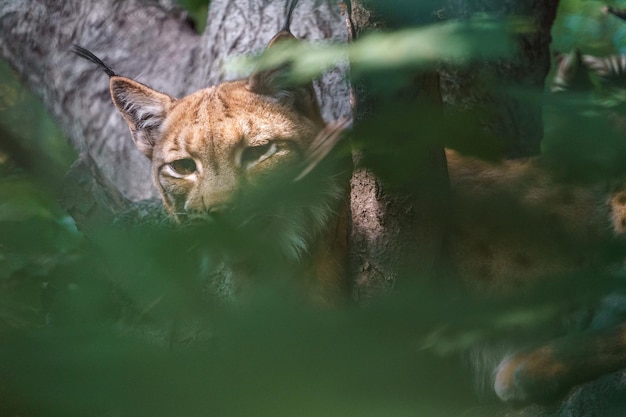 Eurasischer Luchs