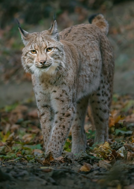 Eurasischer Luchs