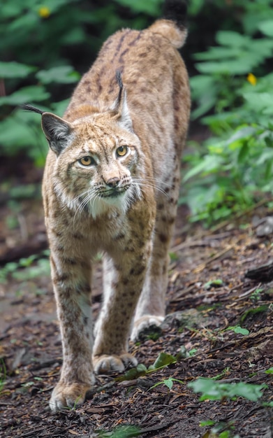 Eurasischer Luchs