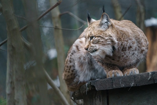 Eurasischer Luchs