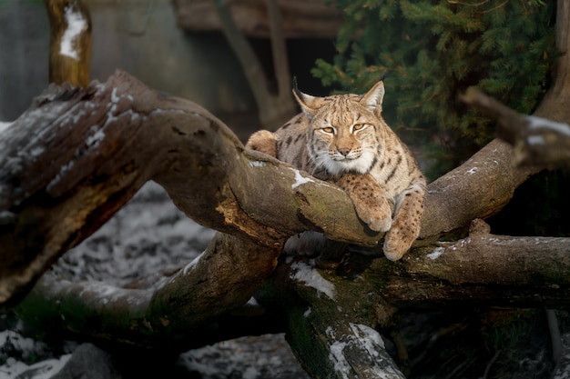 Eurasischer Luchs