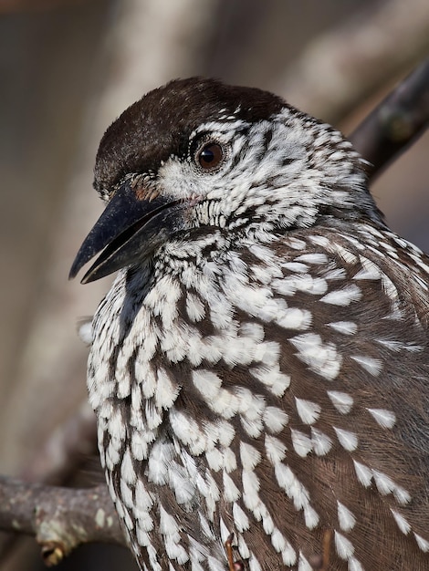 Eurasischer Nussknacker Nucifraga caryocatactes