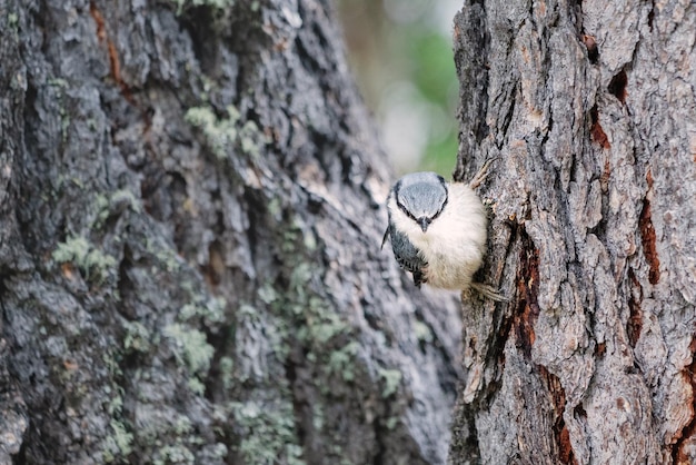 Eurasischer oder gewöhnlicher Kleibervogel im Wald auf der Suche nach Nahrung, Zedernnüssen, Vogelbeobachtungs- und Biologiekonzept