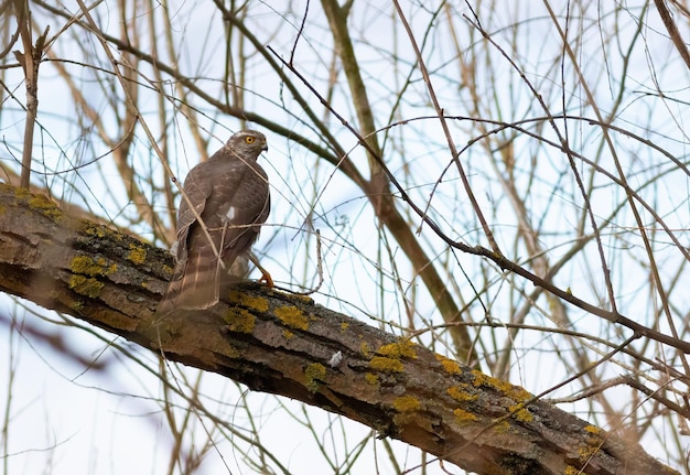 Eurasischer Sperber Accipiter nisus Ein Raubvogel sitzt auf einem schiefen Baumstamm