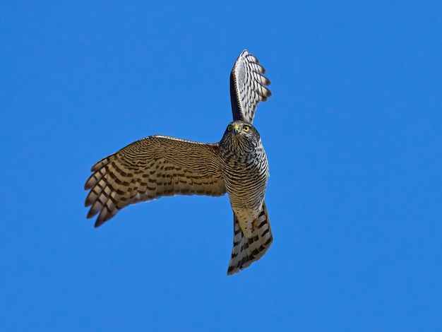 Eurasischer Sperber Accipiter nisus