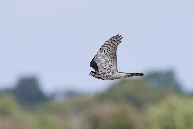 Eurasischer Sperber Accipiter nisus