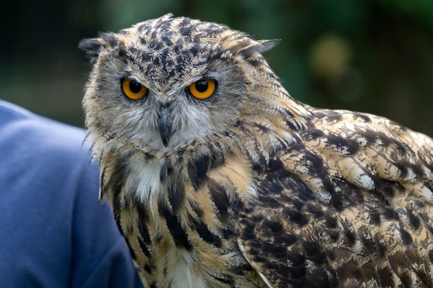 Eurasischer Uhu (Bubo bubo)