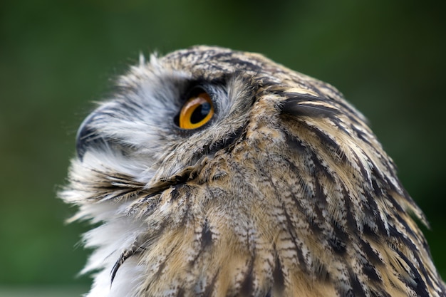 Eurasischer Uhu (Bubo bubo)