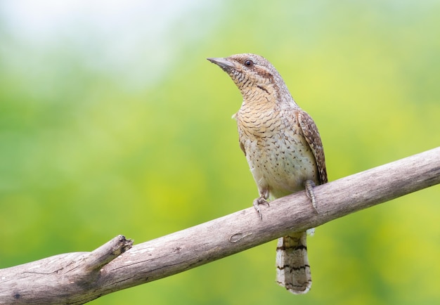 Eurasischer Wendehals Jynx torquilla Ein Vogel sitzt auf einem Ast vor einem schönen grünen Hintergrund