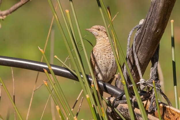 Eurasischer Wendehals Jynx Torquilla Malaga Spanien