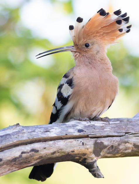 Eurasischer Wiedehopf Upupa epops Ein Vogel breitet seinen Kamm aus und sitzt auf einem Baumstamm