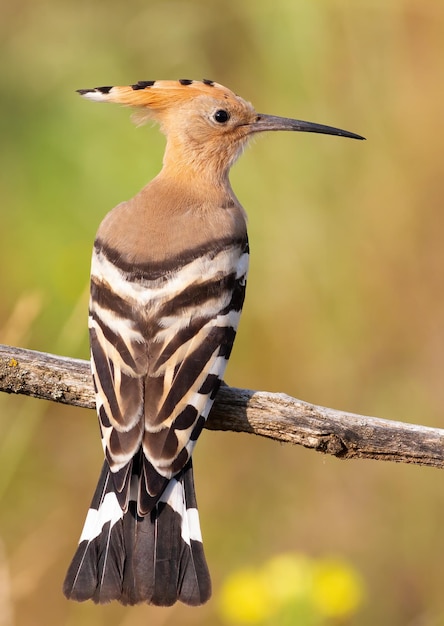 Eurasischer Wiedehopf Upupa epops Ein Vogel sitzt auf einem Ast und schaut weg