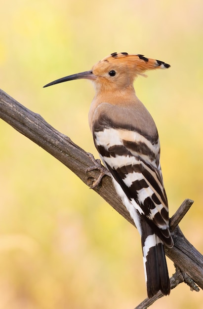 Eurasischer Wiedehopf Upupa epops Ein Vogel sitzt auf einem Ast