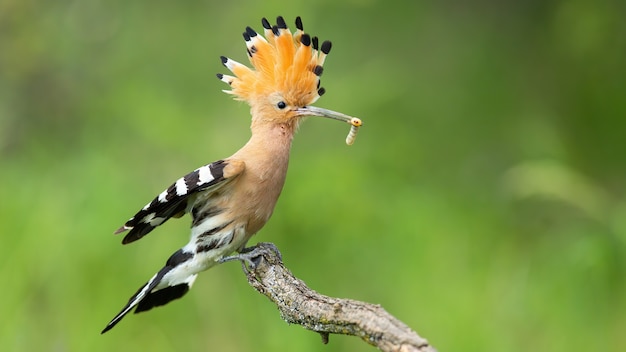 Eurasischer Wiedehopf, Upupa Epops, Landung auf einem Zweig mit offenem Kamm in sommerlicher Natur.