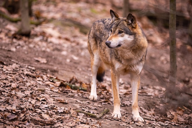 Eurasischer Wolf im weißen Winterlebensraum. Schöner Winterwald. Wilde Tiere in der Natur. Europäisches Waldtier. Canis-Lupus-Lupus.