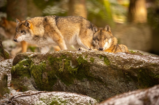 Eurasischer Wolf im weißen Winterlebensraum. Schöner Winterwald. Wilde Tiere in der Natur. Europäisches Waldtier. Canis-Lupus-Lupus.