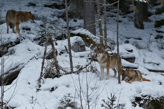 Eurasischer Wolf im weißen Winterlebensraum Schöner Winterwald