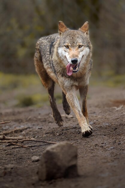 Eurasischer Wolf