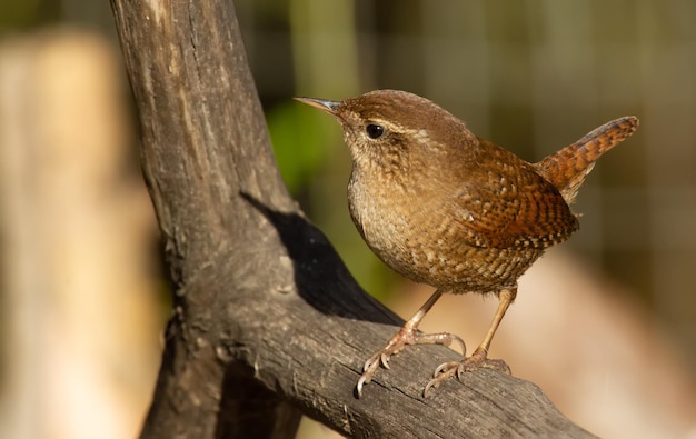 Eurasischer Zaunkönig Troglodytes troglodytes Ein sehr kleiner Vogel sitzt auf einem alten trockenen Ast