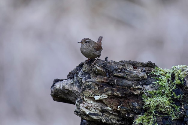 Foto eurasischer zaunkönig troglodytes troglodytes