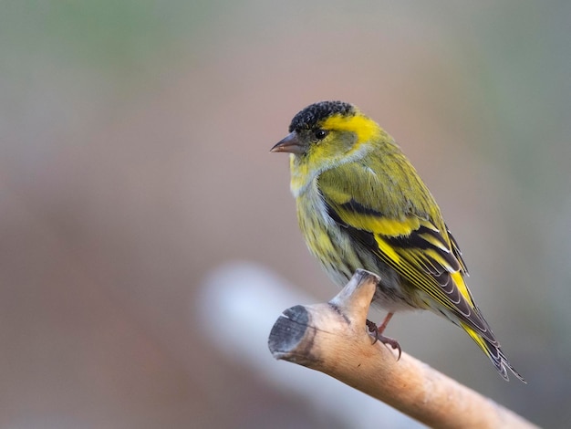 Eurasischer Zeisig Carduelis Spinus Malaga Spanien