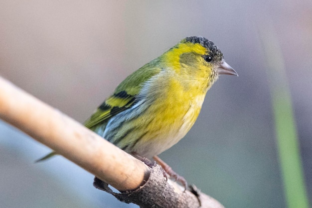 Eurasischer Zeisig Carduelis Spinus Malaga Spanien