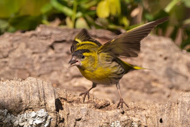 Eurasischer Zeisig Carduelis Spinus Malaga Spanien