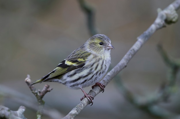 Eurasischer Zeisig (Spinus spinus)