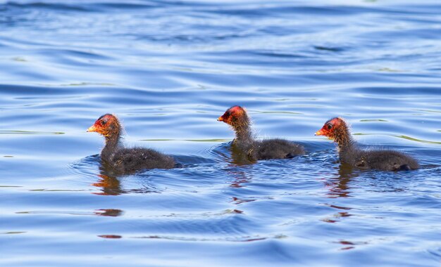 Eurasisches Blässhuhn Fulica atra Drei Küken treiben am frühen Morgen einen Fluss hinunter