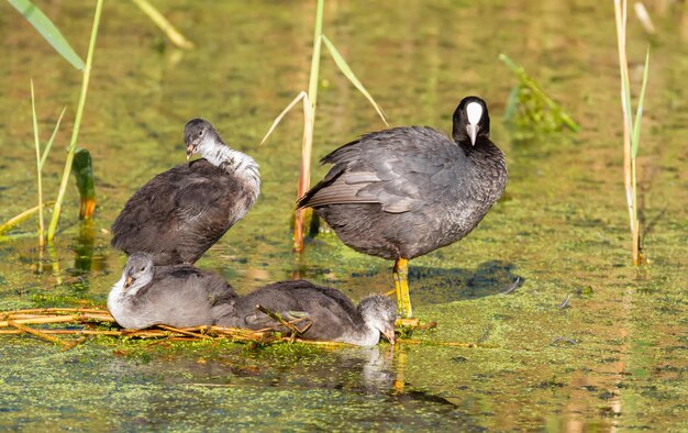 Eurasisches Blässhuhn Fulica atra Ein erwachsener Vogel und Küken sitzen auf einer Insel inmitten eines Teiches