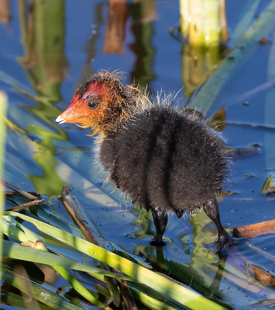 Eurasisches Blässhuhn Fulica atra Ein Küken, das auf Futter von seiner Mutter wartet