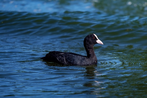 Eurasisches Blässhuhn im Wasser, Fulica atra