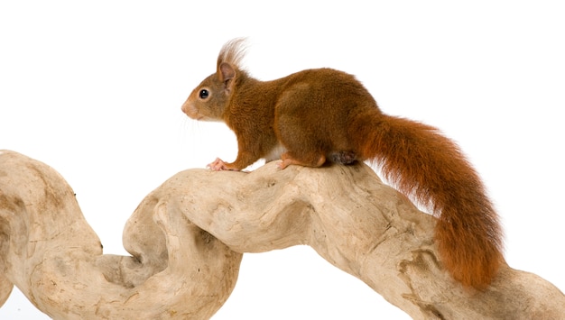 Eurasisches Eichhörnchen - Sciurus vulgaris auf einem weißen isolierten