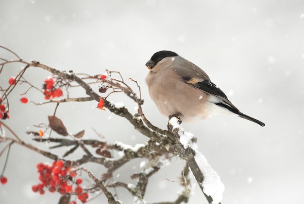 Eurasisches Gimpelweibchen, das rote Beeren in einem Eichenwald unter starkem Schneefall isst