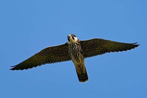 Eurasisches Hobby Falco subbuteo