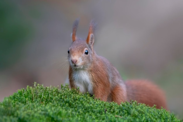 Eurasisches rotes Eichhörnchen (Sciurus vulgaris) im Wald