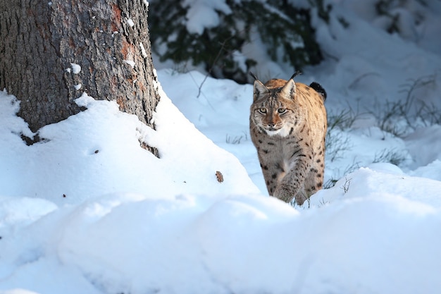 Euroasiatischer Luchs im Bayerischen Nationalpark in Ostdeutschland