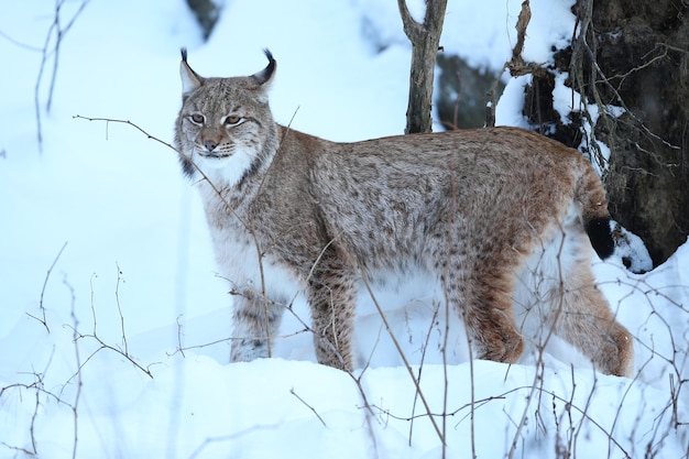 Euroasiatischer Luchs im Bayerischen Nationalpark in Ostdeutschland