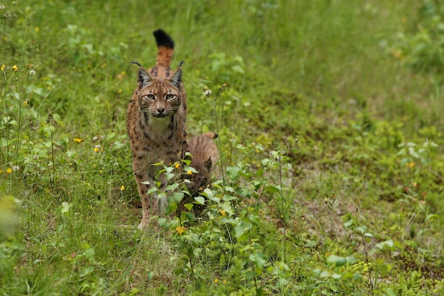 Euroasiatischer Luchs von Angesicht zu Angesicht im Bayerischen Nationalpark in Ostdeutschland