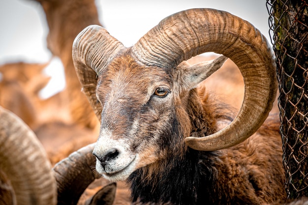 Europäische Argali