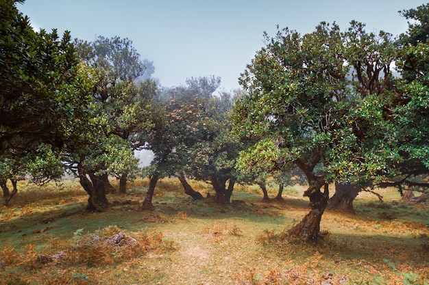 Europäische Bäume und Wald von Portugal. Im Herbst.