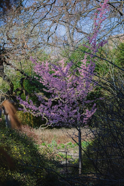 Foto europäische cercis