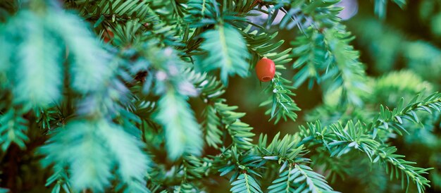 Europäische Eibe Taxus baccata immergrüne Eibe Nahaufnahme Getönter grüner Eibenzweig mit reifen und unreifen roten Samenkegeln Giftige Pflanze mit Toxinen Alkaloiden