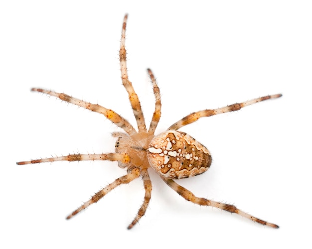 Europäische Gartenspinne Araneus diadematus isoliert