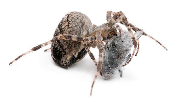 Europäische Gartenspinne Diademspinne Kreuzspinne oder Kreuzorbweaver Araneus diadematus, der eine Fliege vor weißem Hintergrund isst