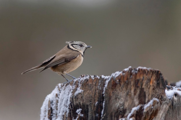 Europäische Haubenmeise oder Haubenmeise (Lophophanes Cristatus) Avila, Spanien