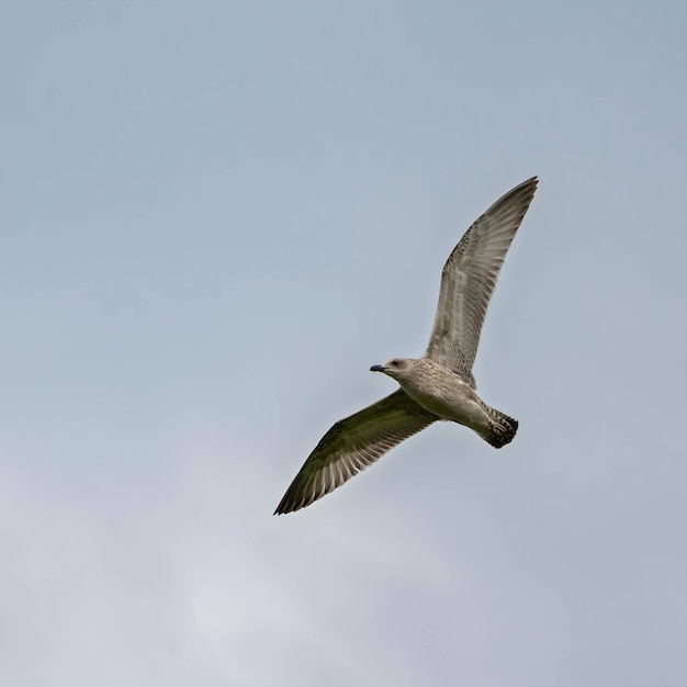 Europäische Heringmähnchen im Flug gegen den Himmel