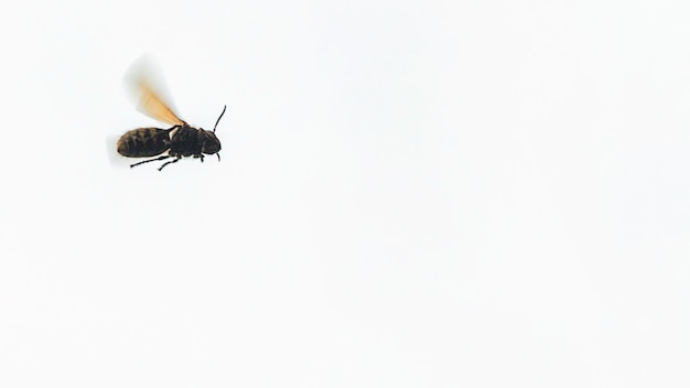 Foto europäische hornisse fliegende vespa crabro