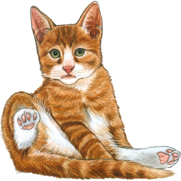 Europäische kurzhaarige Katze mit grünen Augen, rotes Tabby-Kätzchen liegt auf weißem Hintergrund